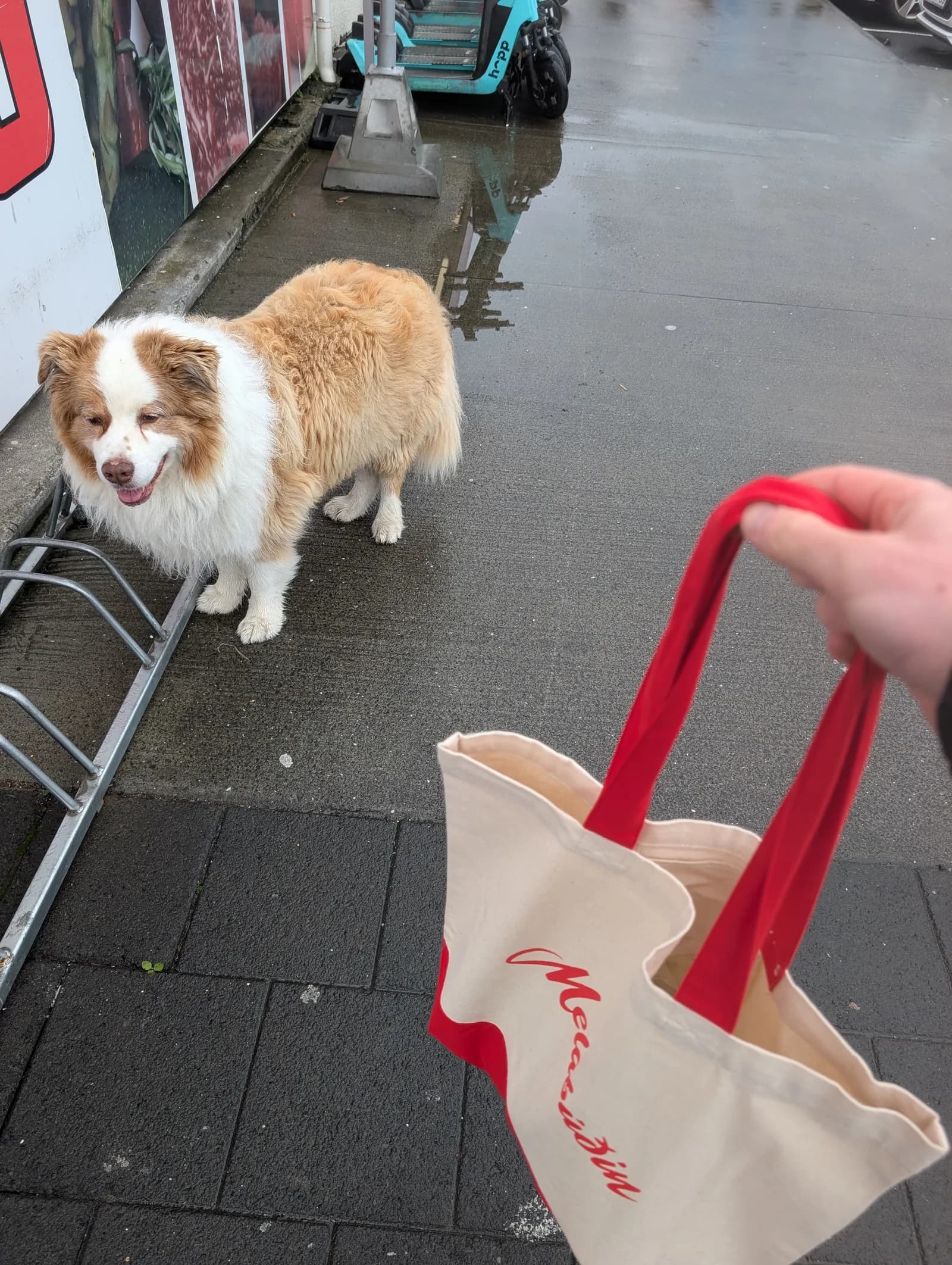A friendly dog on a wet Reykjavík pavement beside my shopping bag